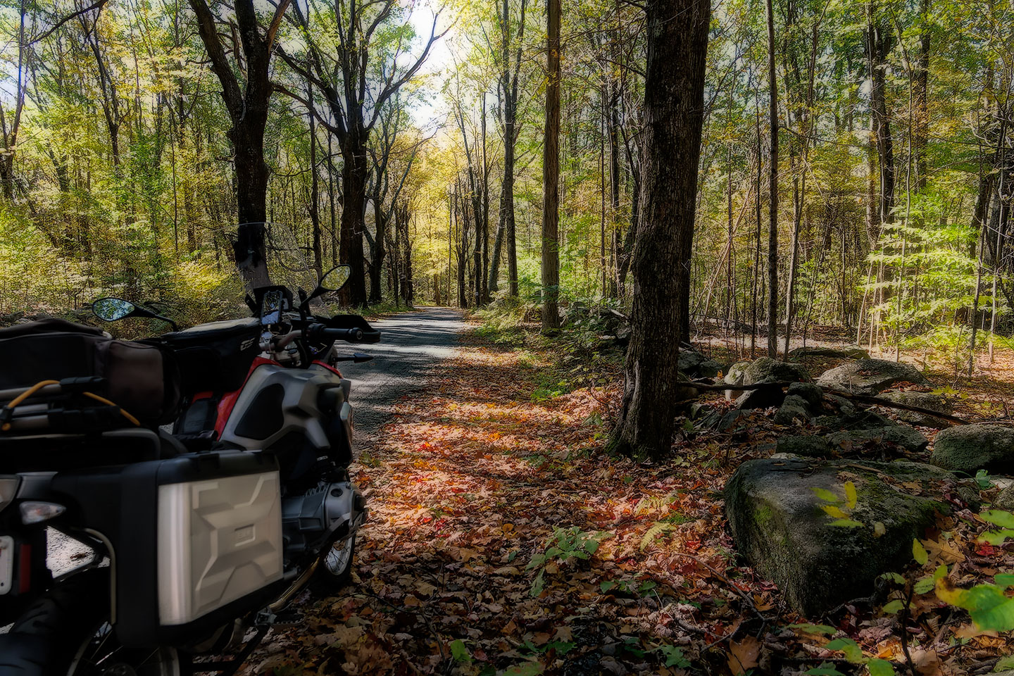 oct2018_woodsride_oilpaint.jpg